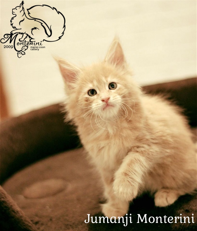 Jumanji Monterini - maine-coon