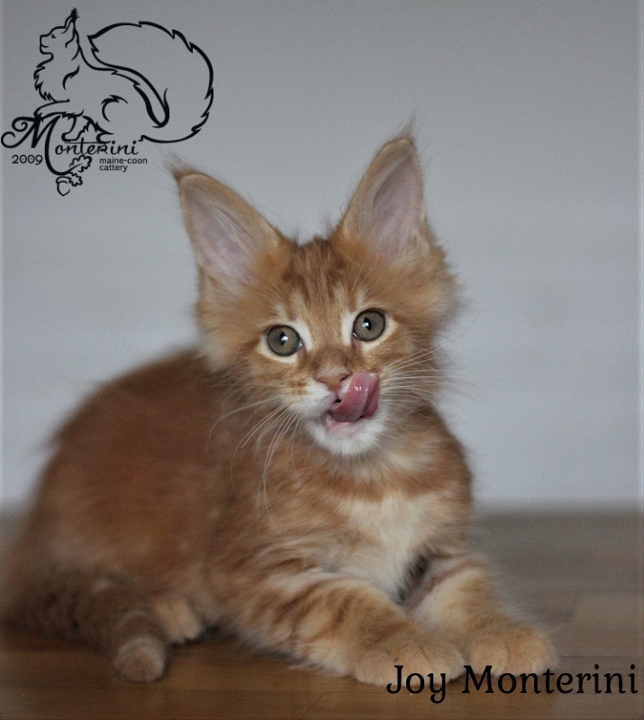 Joy Monterini - мейн-кун
