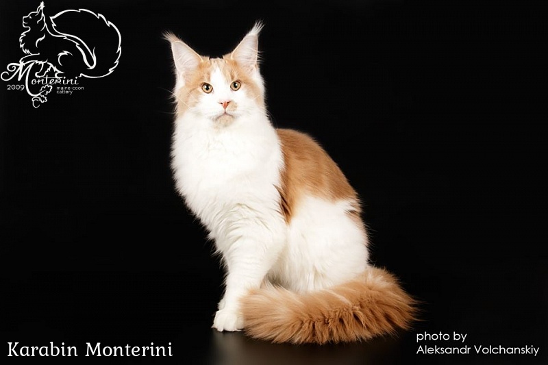 Karabin Monterini - maine-coon
