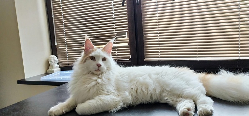 Kaleb Monterini - maine-coon