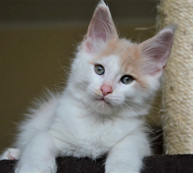 Kristian Monterini - Kitten maine-coon 1 month 4 weeks