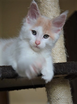 Kristian Monterini - Kitten maine-coon 1 month 4 weeks