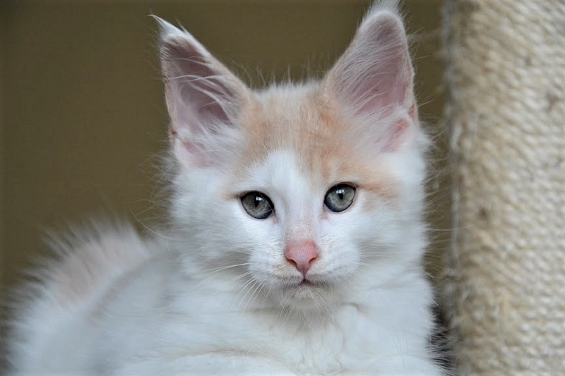 Kristian Monterini - Kitten maine-coon 1 month 4 weeks