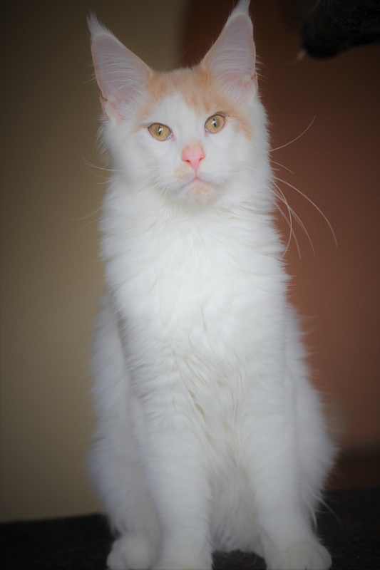 Kristian Monterini - Kitten maine-coon 4 months 2.5 weeks