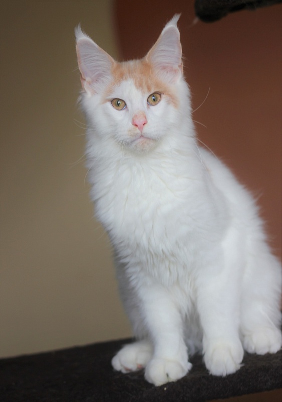 Kristian Monterini - Kitten maine-coon 4 months 2.5 weeks