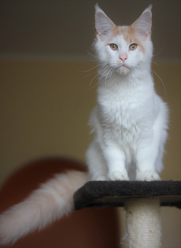 Kristian Monterini - Kitten maine-coon 4 months 2.5 weeks