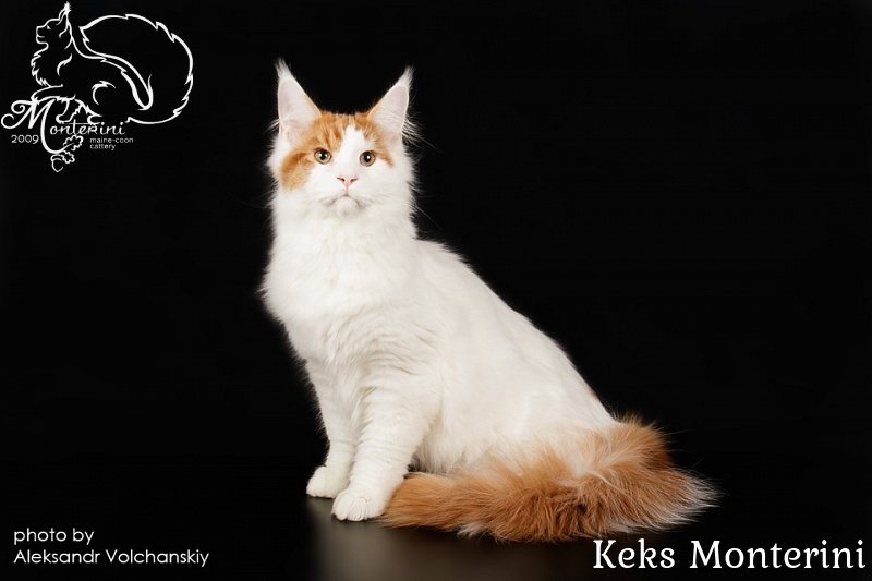 Keks Monterini - мейн-кун