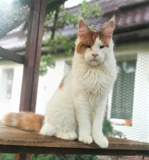 Keks Monterini - Дорослий мейн-кун 11 місяців 3,5 тижні