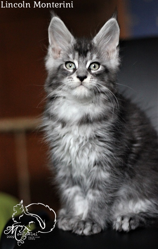 Lincoln Monterini - мейн-кун