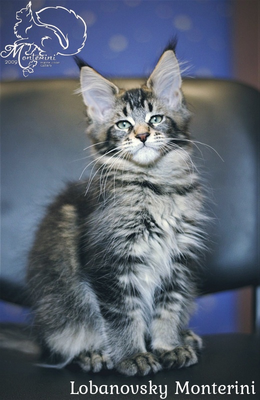 Lobanovsky Monterini - мейн-кун