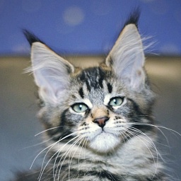 Lobanovsky Monterini