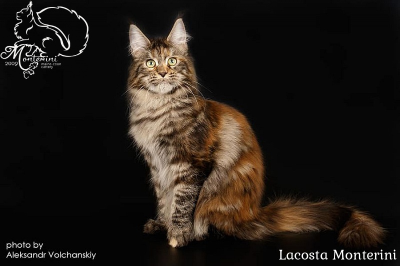 Lacosta Monterini - maine-coon
