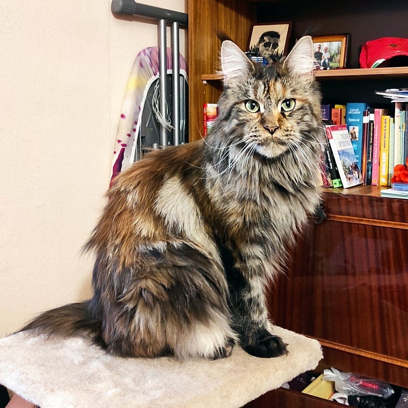 Lacosta Monterini - maine-coon
