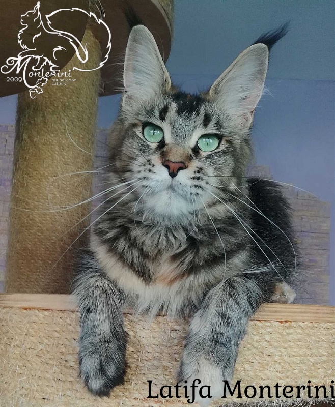 Latifa Monterini - maine-coon