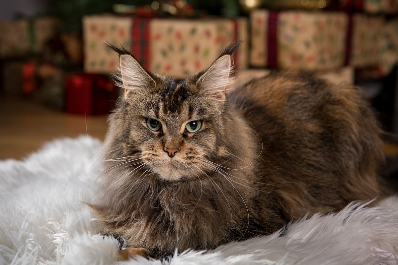 Latifa Monterini - Adult maine-coon 3 years 5 months 3 weeks