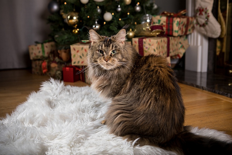 Latifa Monterini - Adult maine-coon 3 years 5 months 3 weeks