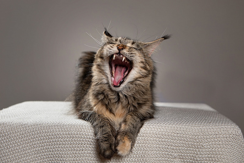 Latifa Monterini - Adult maine-coon 3 years 11 months 4 weeks