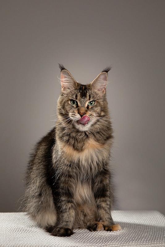 Latifa Monterini - Adult maine-coon 3 years 11 months 4 weeks