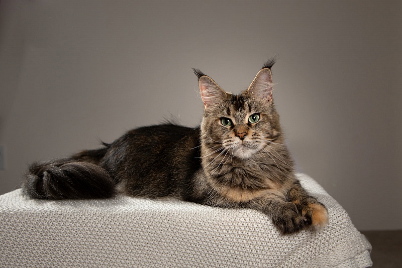 Latifa Monterini - Adult maine-coon 3 years 11 months 4 weeks