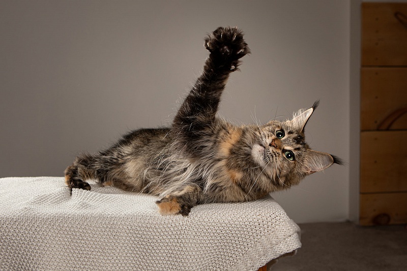 Latifa Monterini - Adult maine-coon 3 years 11 months 4 weeks