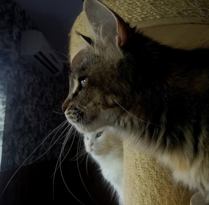 Latifa Monterini - Junior maine-coon 8 months 3.5 weeks