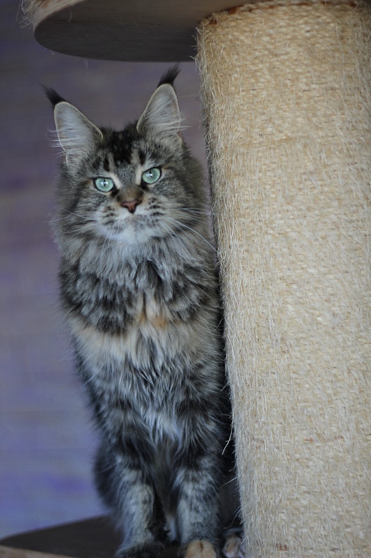 Latifa Monterini - Adult maine-coon 2 years 3 months