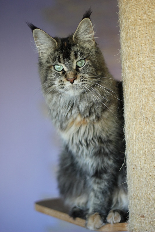Latifa Monterini - Adult maine-coon 2 years 3 months