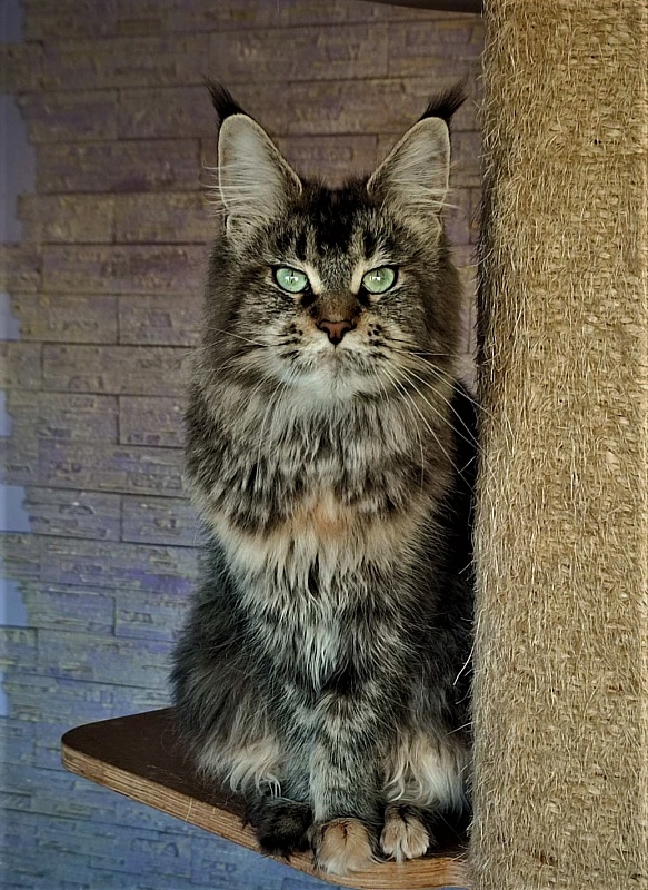 Latifa Monterini - Adult maine-coon 2 years 3 months