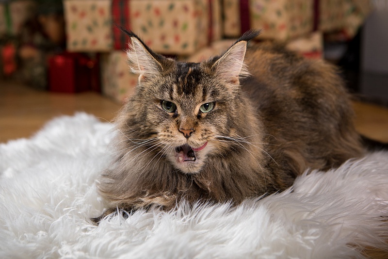 Latifa Monterini - Adult maine-coon 3 years 5 months 3 weeks