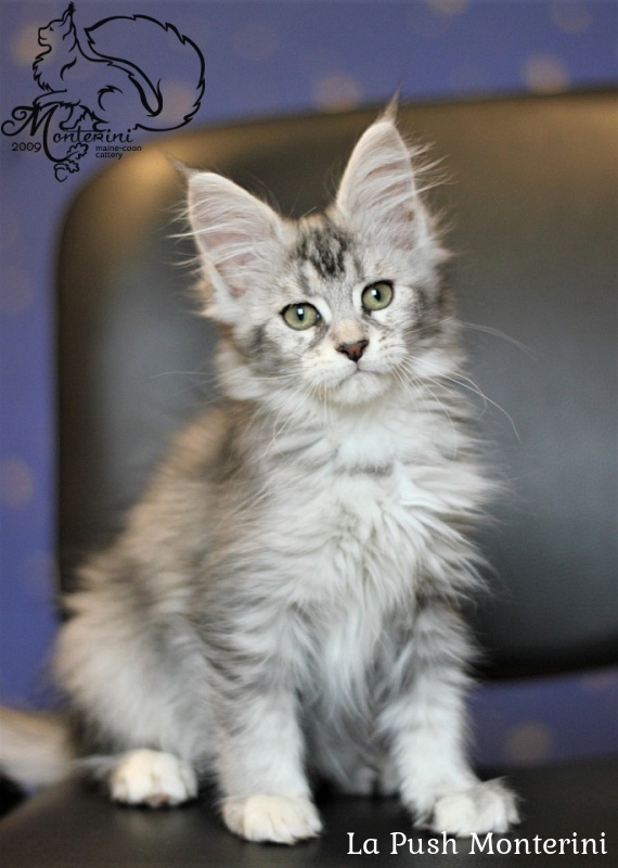 La Push Monterini - мейн-кун