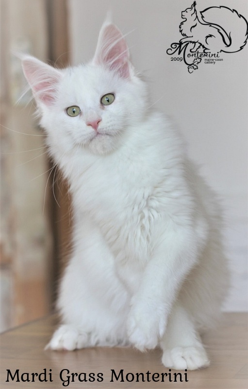 Mardi Grass Monterini - мейн-кун