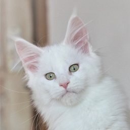 Mardi Grass Monterini