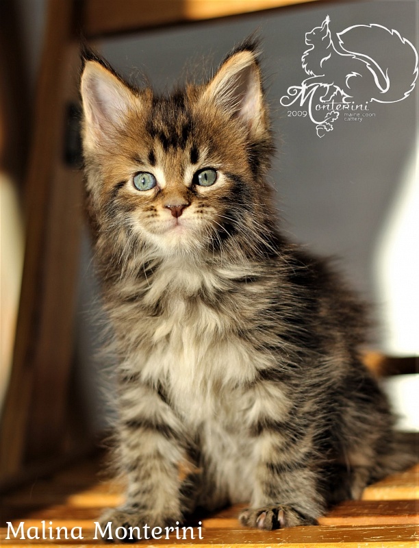 Malina Monterini - мейн-кун