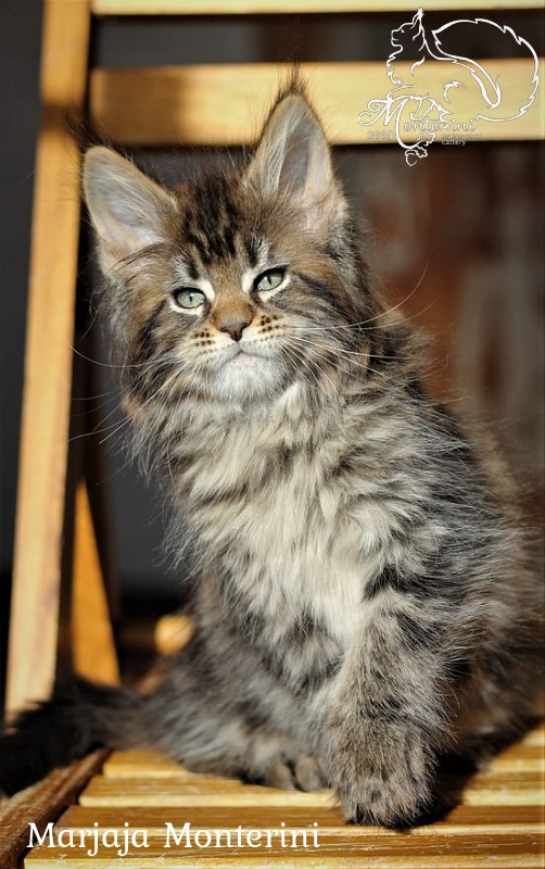 Marjaja Monterini - maine-coon