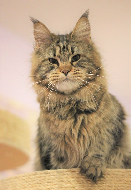 Marjaja Monterini - Junior maine-coon 8.5 months