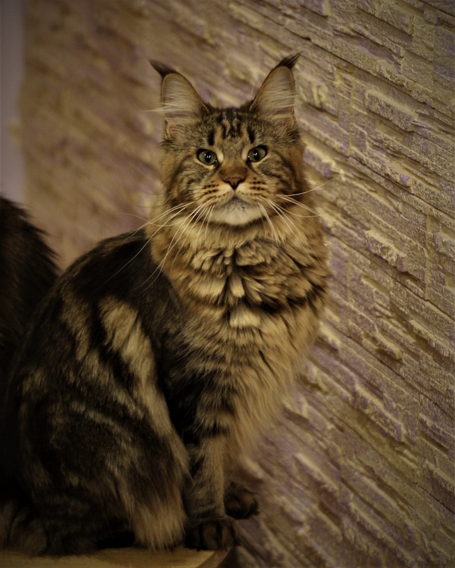 Marjaja Monterini - Adult maine-coon 1 year 6 months