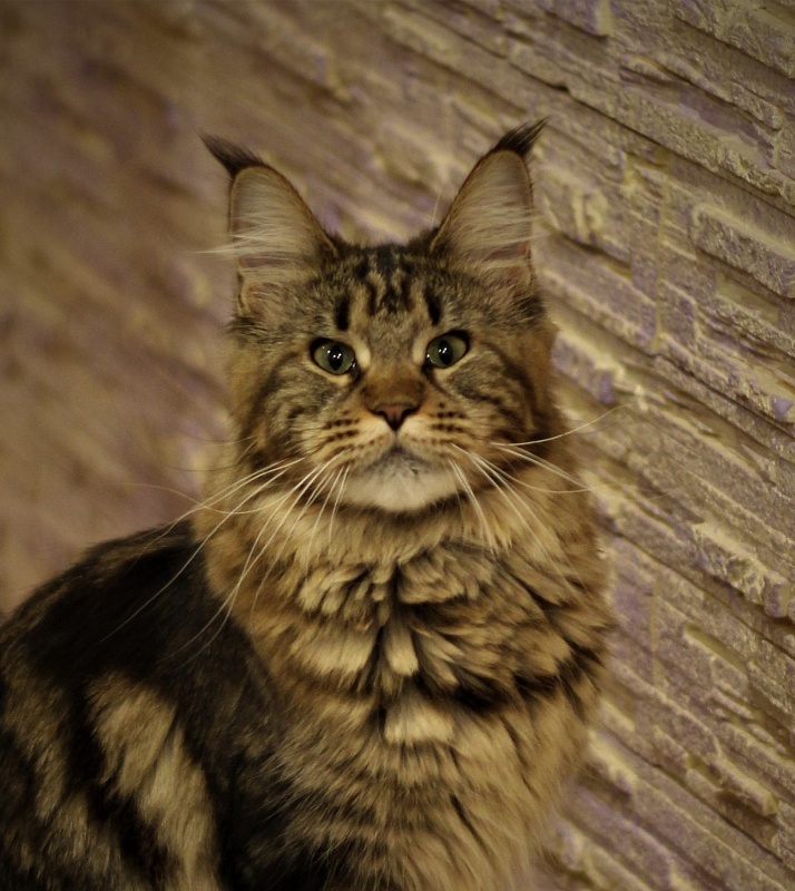 Marjaja Monterini - Adult maine-coon 1 year 6 months