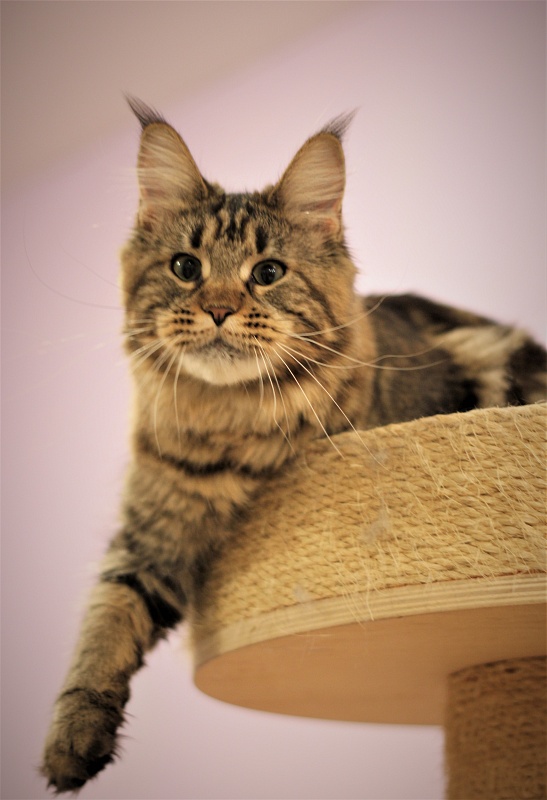 Marjaja Monterini - Adult maine-coon 1 year 6 months