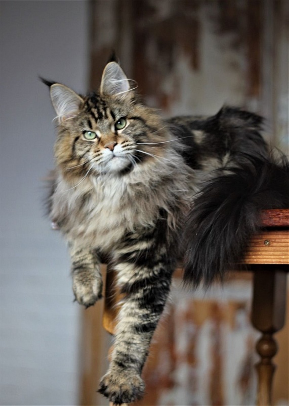 Marik Monterini - мейн-кун