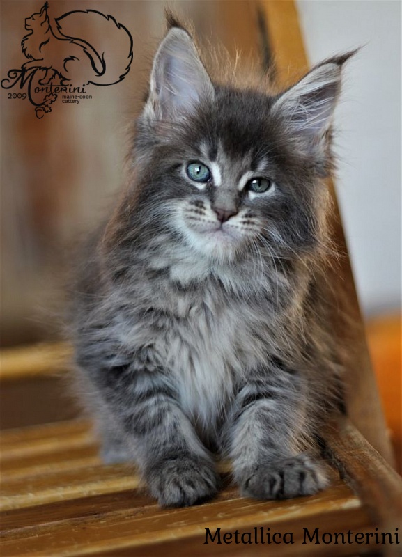 Metallica Monterini - maine-coon