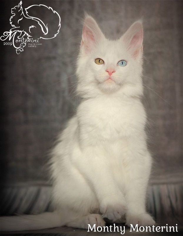 Monthy Monterini - мейн-кун