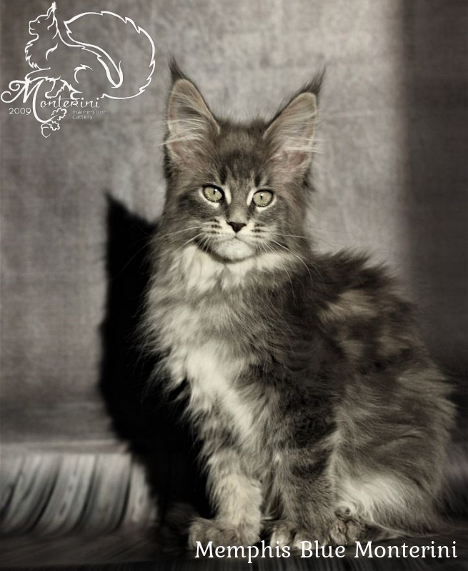 Memphis Blue Monterini - мейн-кун