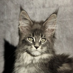 Memphis Blue Monterini