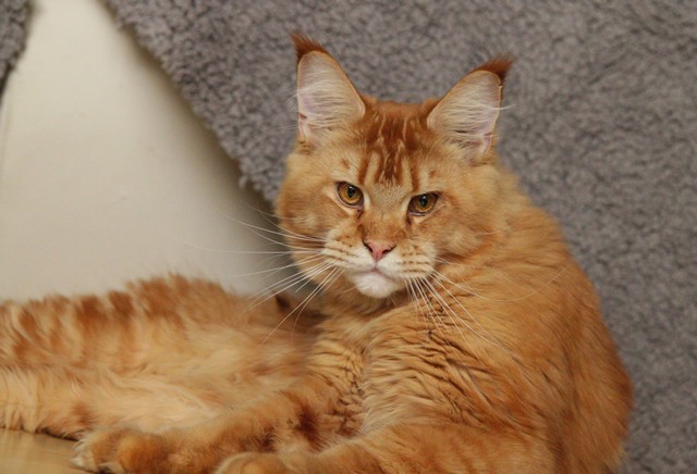 Unicum Topaz - maine-coon