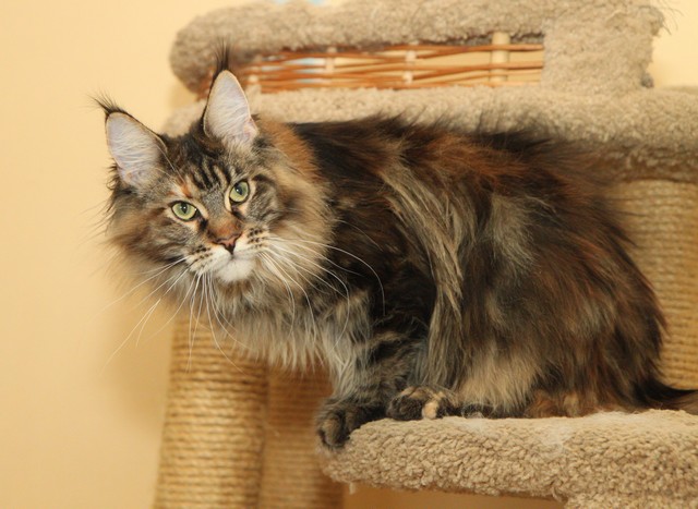 Orinoco Azarius Prime - maine-coon