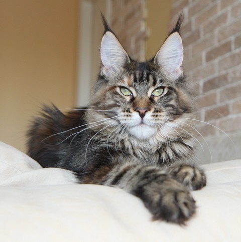 Orinoco Azarius Prime - maine-coon