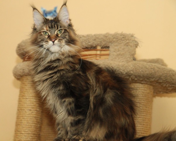 Orinoco Azarius Prime - maine-coon