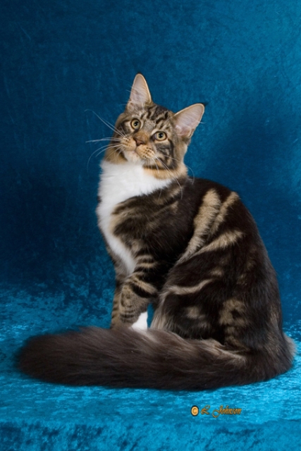 Wistariantale Michelangelo - мейн-кун