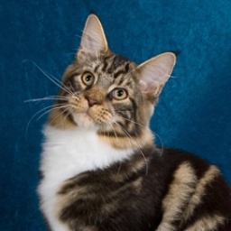 Wistariantale Michelangelo