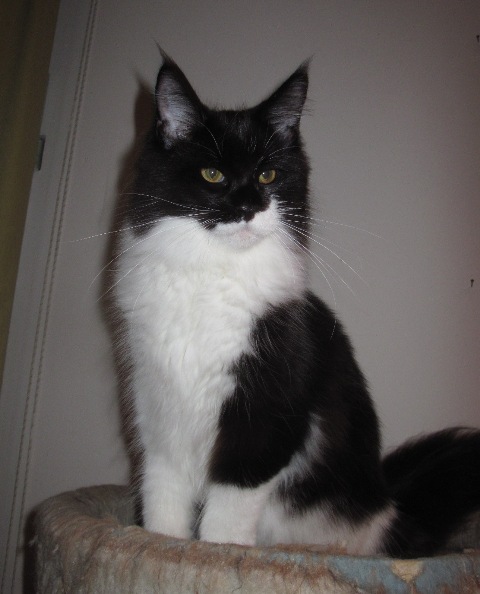 Wistariantale Halfmoon - Кошеня мейн-кун 1,5 тиждень